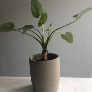 Bloempot beton big